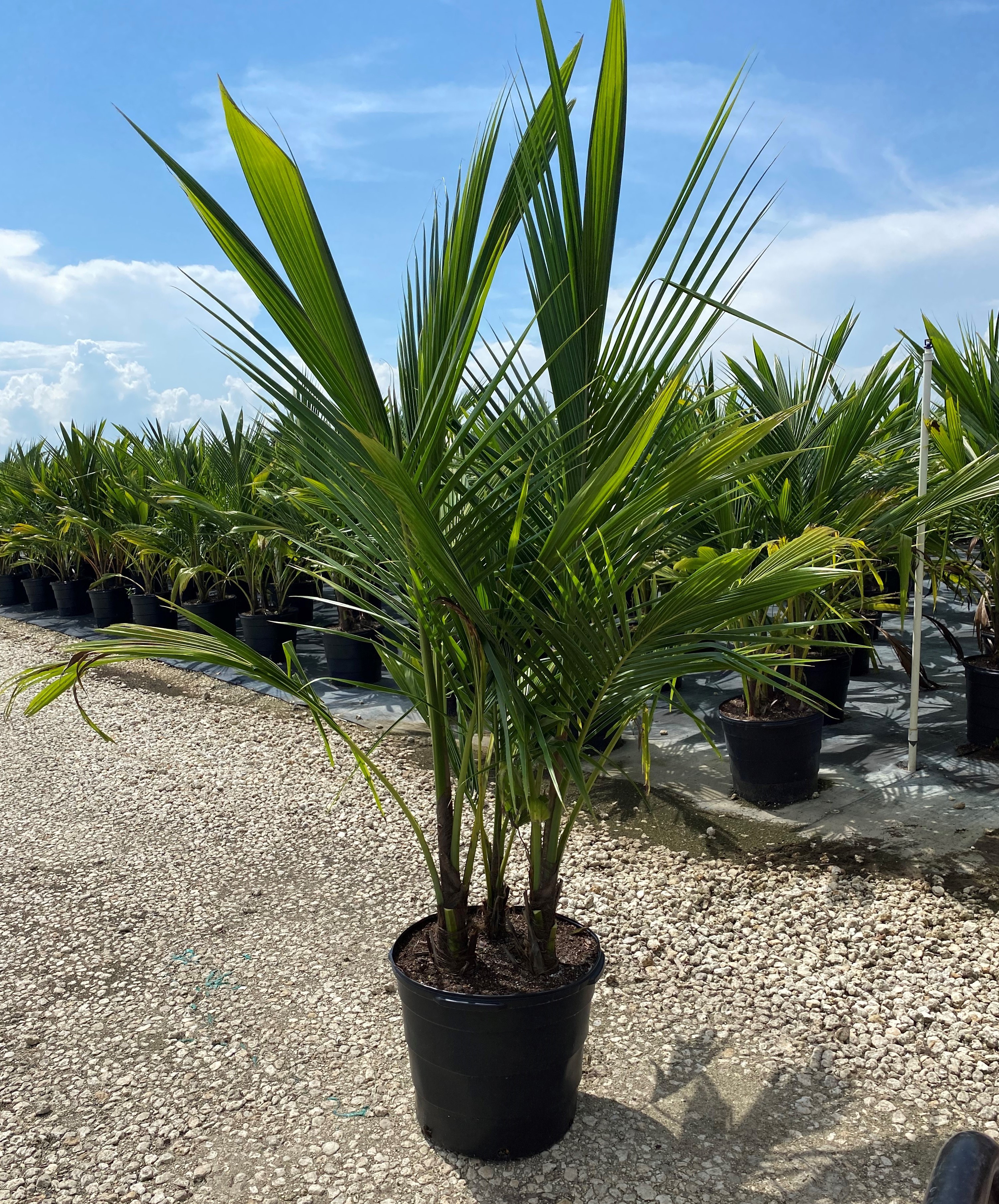 17'' Coconut Palm